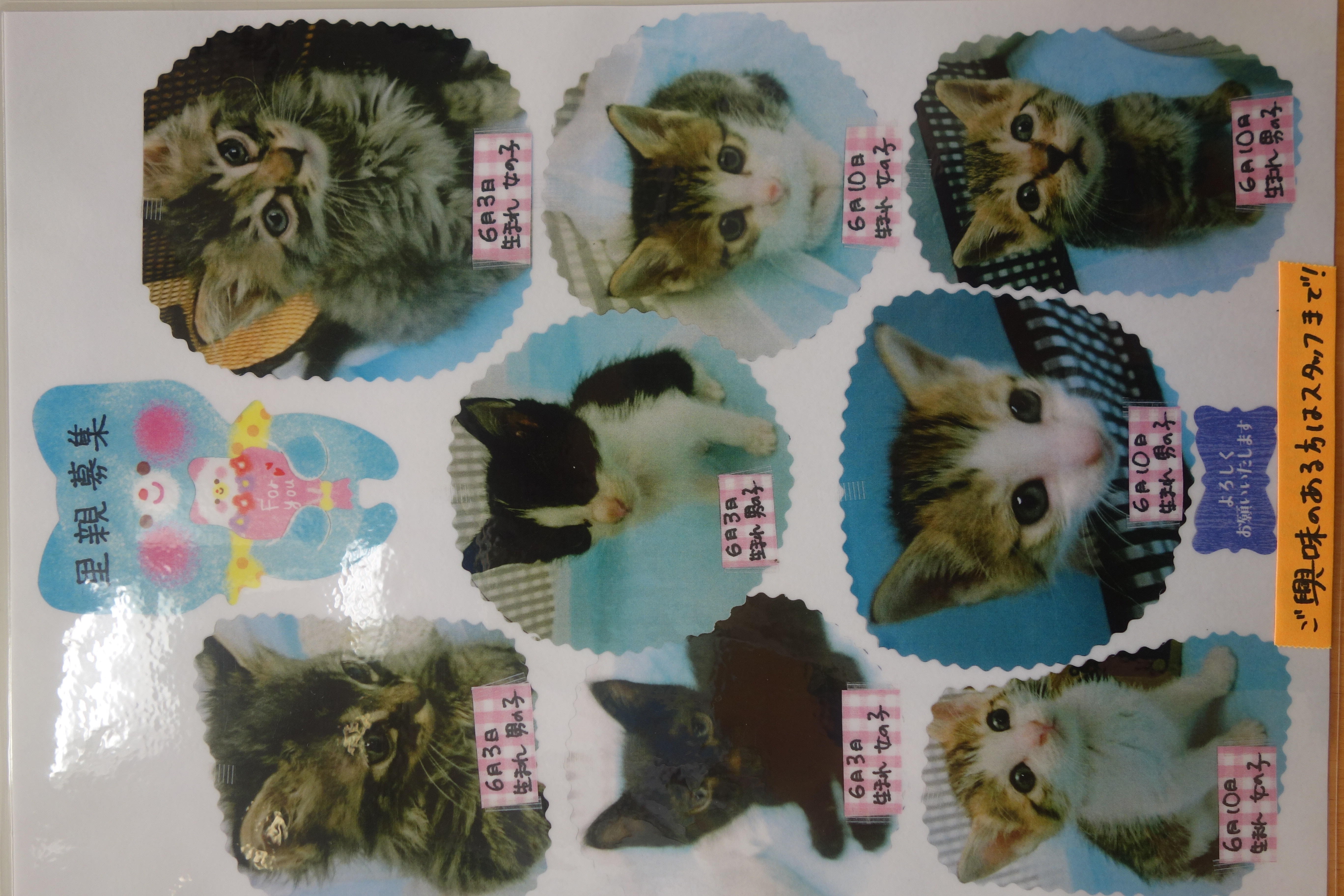子猫の里親募集 ニュートン動物病院 横浜市港南区